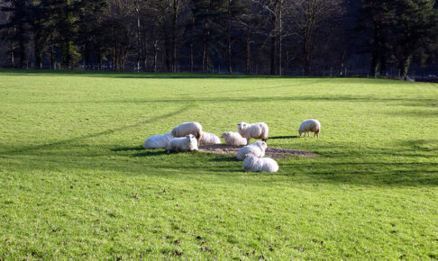 Relaxed sheep